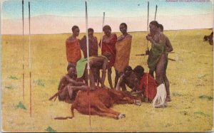 Africa Masai People Killing Cattle Cow Hunting Food Source Unused Postcard E90