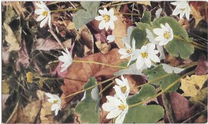 Bloodroot  Flowers C A Mitchell 1931 Sanguinaria Candensis