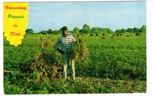 Harvesting Peanuts in Dixie, African American Man, Used 1968