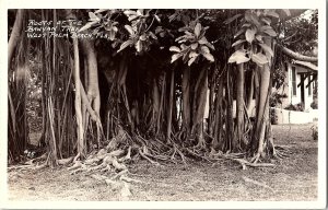 RPPC Postcard Banyan Tree West Palm Beach Florida 1950s