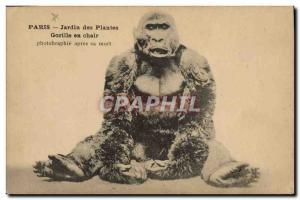 Old Postcard Monkey Paris Garden plants Gorilla flesh photograph after his death