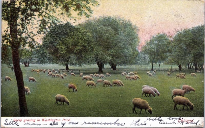 postcard IL - Sheep grazing in Washington Park, Chicago - posted 1906