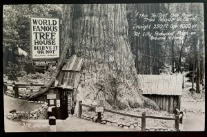 Vintage Postcard 1930's World Famous Tree House, Redwood Hwy, Piercy, CA (RPPC)