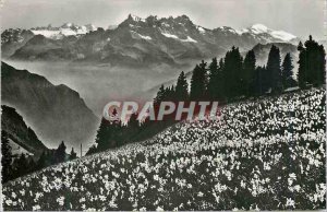 Postcard Modern Field Narcissus Dents du Midi and Mont Bern