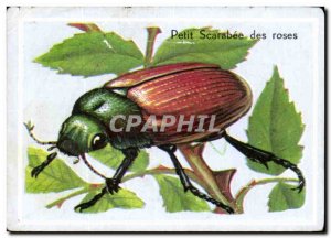 Image Small scarab pink insect insect