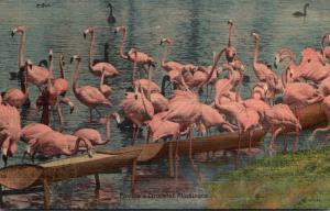 Birds Flamingos In Florida Curteich