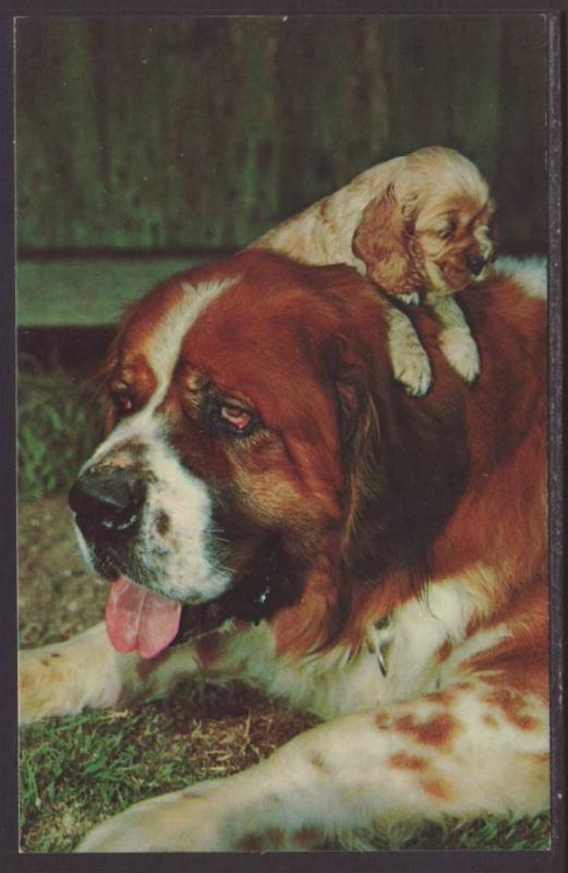 St Bernard's Postcard 