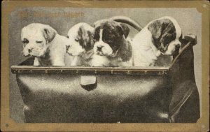 Pitbull Puppy Dogs in Antique Carpet Bag c1910 Vintage Postcard