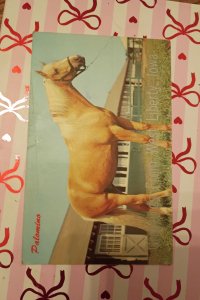 Vintage 1975 Palomino Horse Postcard - West Liberty, Iowa - Postally Used