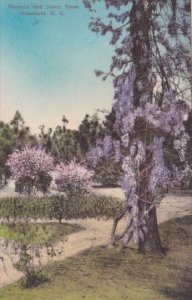 North Carolina Pinehurst Wisterias and Judas Trees Handcolored Albertype