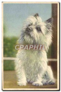 Old Postcard Dog