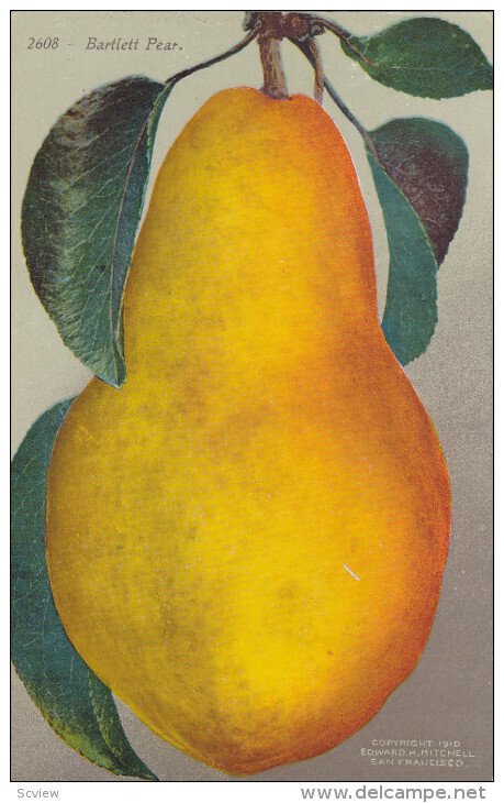 1900-1910's; Bartlett Pear