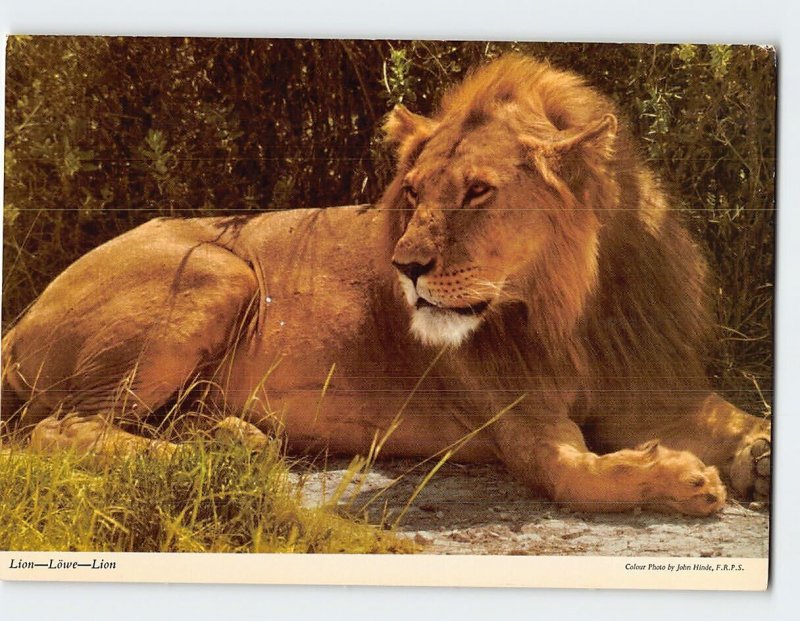 Postcard Lion, Africa