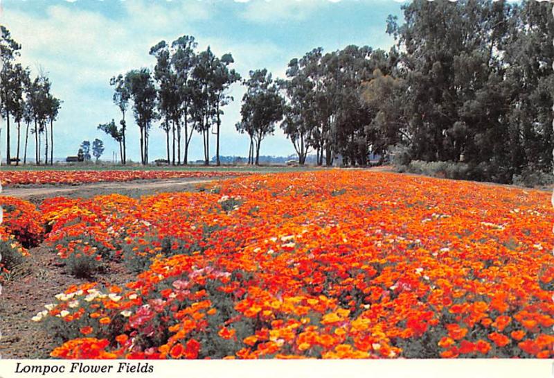 Lompoc Flower Fields - Santa Ynez, California