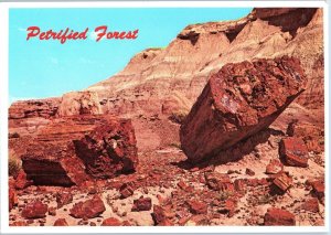 Petrified Logs Northern Arizona Petley Postcard