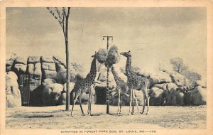 Giraffes in Forest Park Zoo St Louis, Missouri, USA 1938 