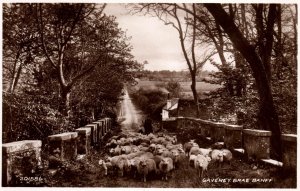 VINTAGE POSTCARD GAVENEY BRAE BANFF SCOTLAND FARMER TENDING SHEEP RPPC 1930's