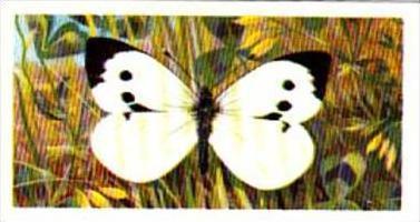 Brooke Bond Tea British Butterflies No 40 Large White