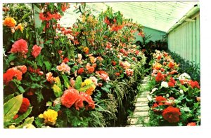 Begonia House, Butchart Gardens, Victoria, British Columbia