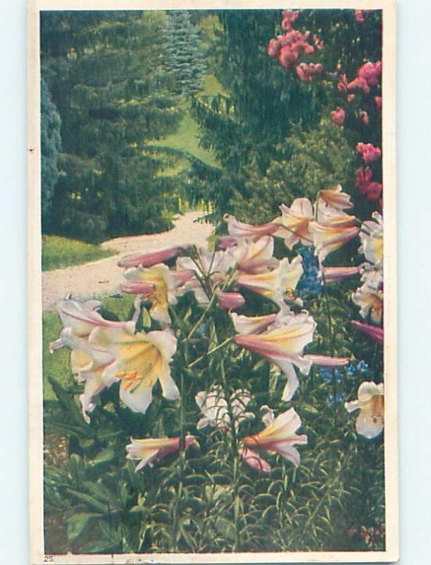 1930 postcard ad LILY FLOWERS - PERRY SEED CO. IN BOSTON MASSACHUSETTS MA HL5835