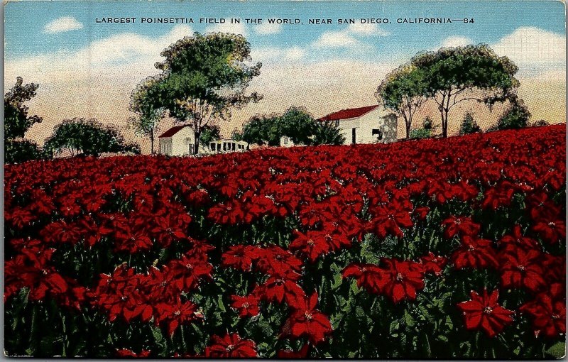 1930s SAN DIEGO CALIFORNIA LARGEST POINSETTIA FIELD IN WORLD POSTCARD 26-171