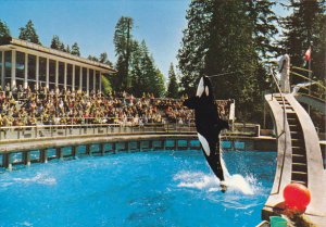 Skana Killer Whale Vancouver Aquarium Stanley Park British Columbia Canada