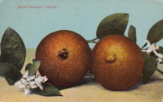 Trees Naval Oranges In Florida 1913