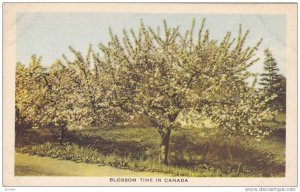 Blossom time in Canada, 00-10s