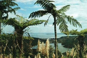 VINTAGE POSTCARD WAITAKERES SCENIC DRIVE RESERVOIR AUCKLAND NEW ZEALAND 1974