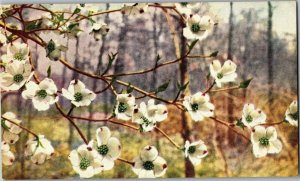 Flowering Dogwood Cornus Florida FM Woodruff Photo Flower Postcard D54