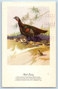 1966 Wild Turkey By Betty Carnes Knoxville Tennessee TN Vintage Posted Postcard
