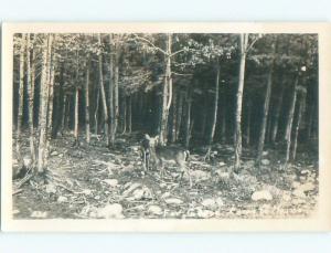 1950's rppc DEER Postmarked Rockwood At Moosehead Lake By The Forks ME i7440