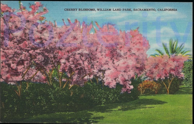 CHERRY BLOSSOMS, WILLIAM LAND PARK SACRAMENTO CA. (42183)