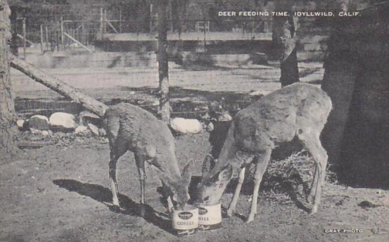 California Idyllwild Deer Feeding Time Artvue