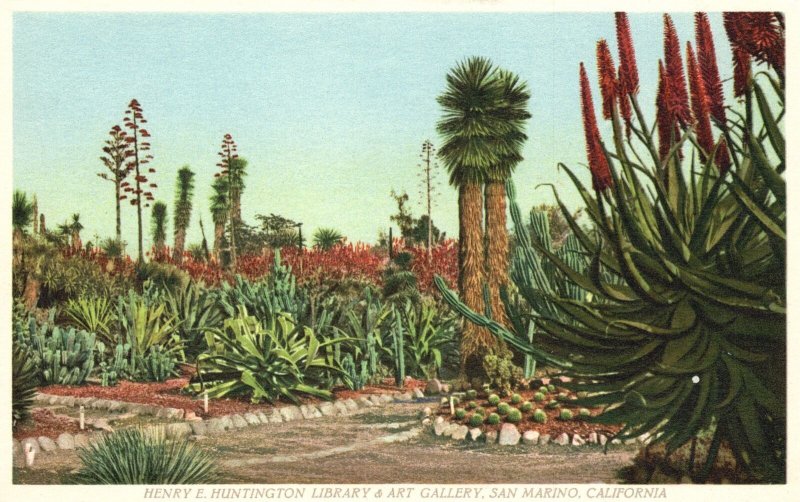 Vintage Postcard Cactus Garden Library & Art Gallery San Marino California CA