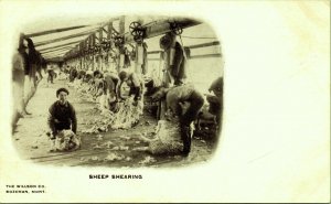 Sheep Shearing Montana Postcard  Wilson Co Bozeman MT UND