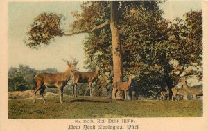 c1906 Postcard 3243.B Red Deer Herd, New York Zoological Park, Unposted Nice