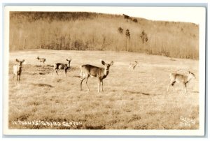 c1950's View In Penna's Grand Canyon Pennsylvania PA, Deer  RPPC Photo Postcard