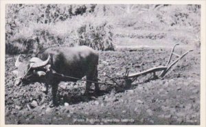 Hawaiian Islands Water Buffalo and Plow Curteich