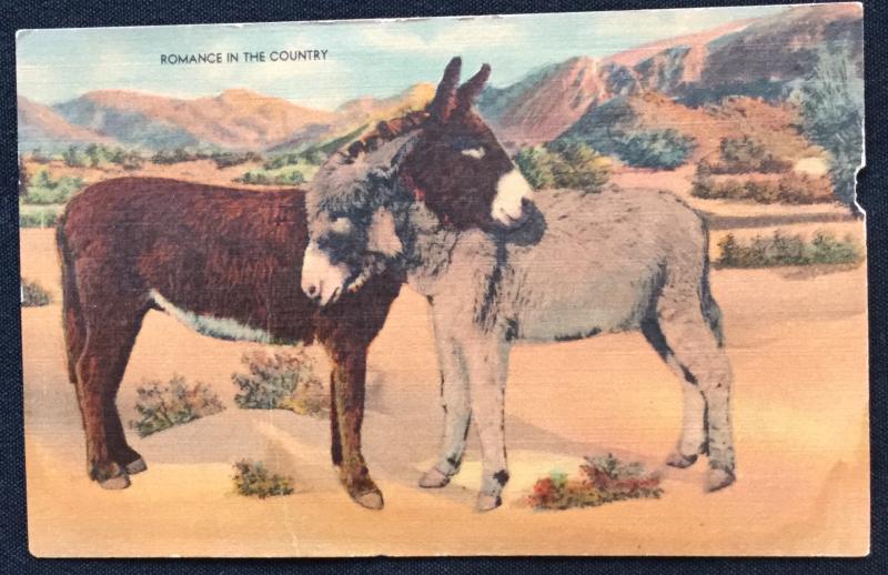 Unused Linen Postcard Romance Donkey/Burro LB