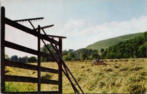 Haymaking near Hawick Roxburghshire Scotland Unused Vintage Postcard E22