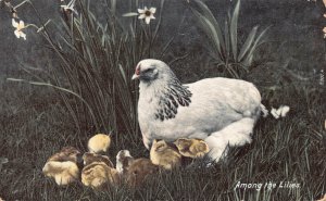 A737 Farm 1905 Among the Lilies Chicken with its Chicks vintage postcard