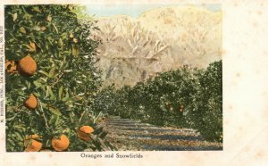 Vintage Postcard 1910's Oranges and Snowfields Orange Grove and Mountain
