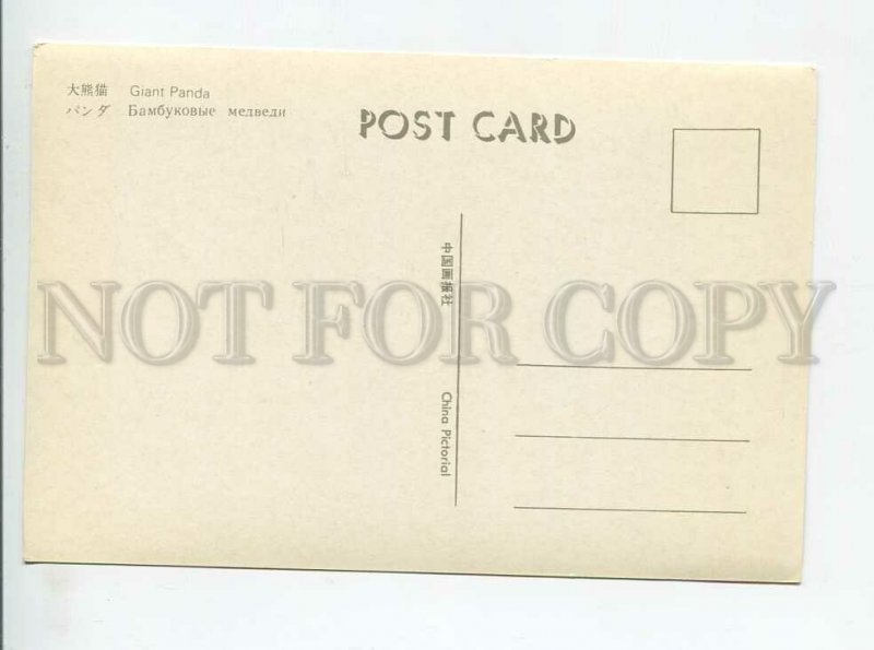 3179583 Giant Panda old postcard