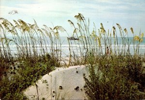 South Carolina Barrier Islands Sea Oats and Sand Dunes