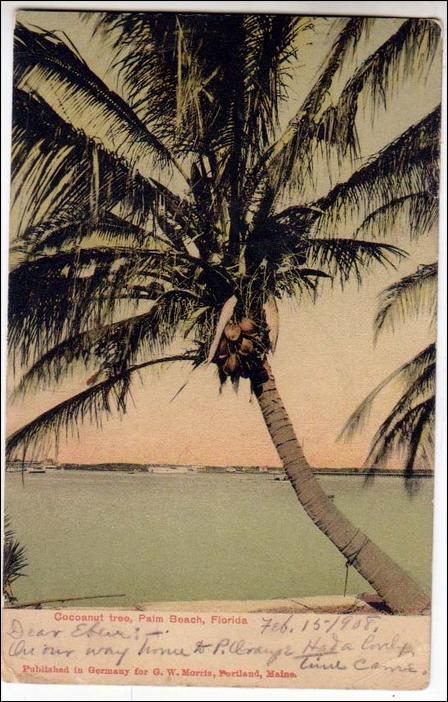 Coconut Tree, Palm Beach Fla