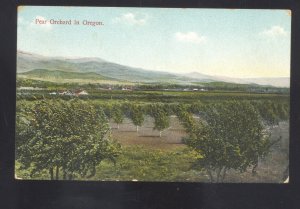 PEAR ORCHARD IN OREGON VINTAGE POSTCARD 1910
