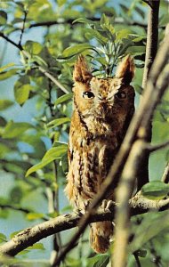 Screech Owl in Crab Apple Unused 