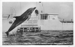 Postcard Florida Marineland Pudgy Marineland Studios 1950s Amusement 23-1681