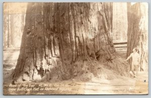 Red Crest CA~Redwood Highway~Big Tree~Each Tree Bigger Than the Next~1945 RPPC 